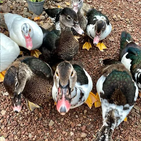 Invernaderito Parque de Campismo *
