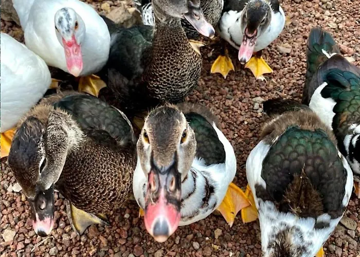 Agrocamping Invernaderito Κάμπινγκ *